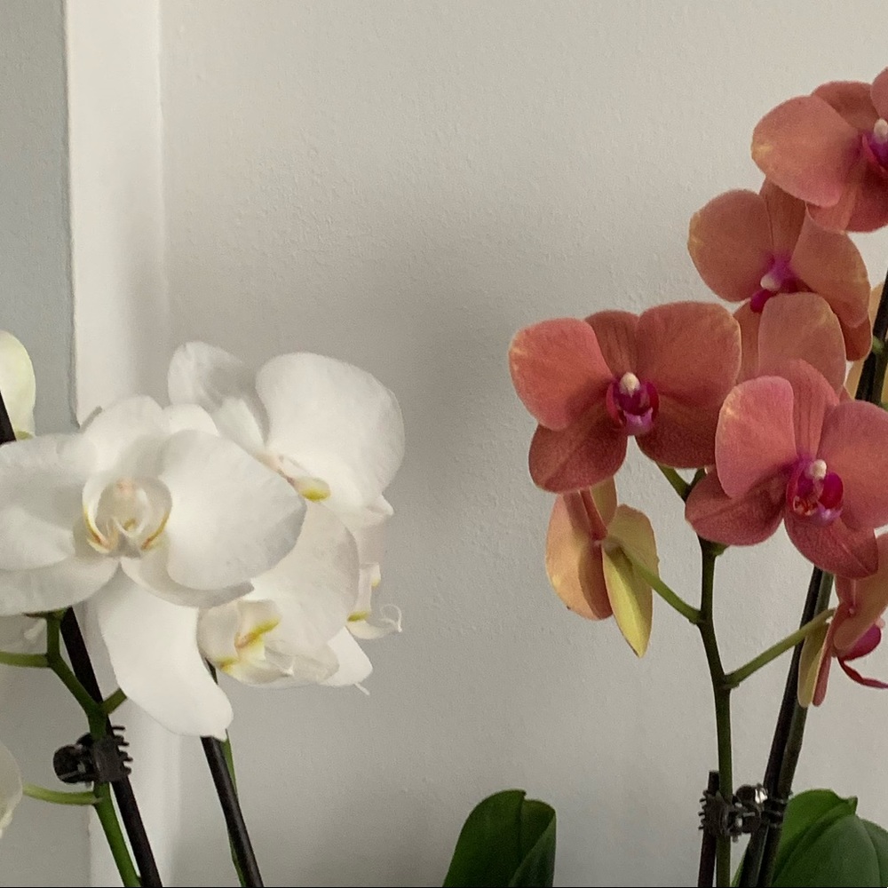 Meet your Posher, Nana